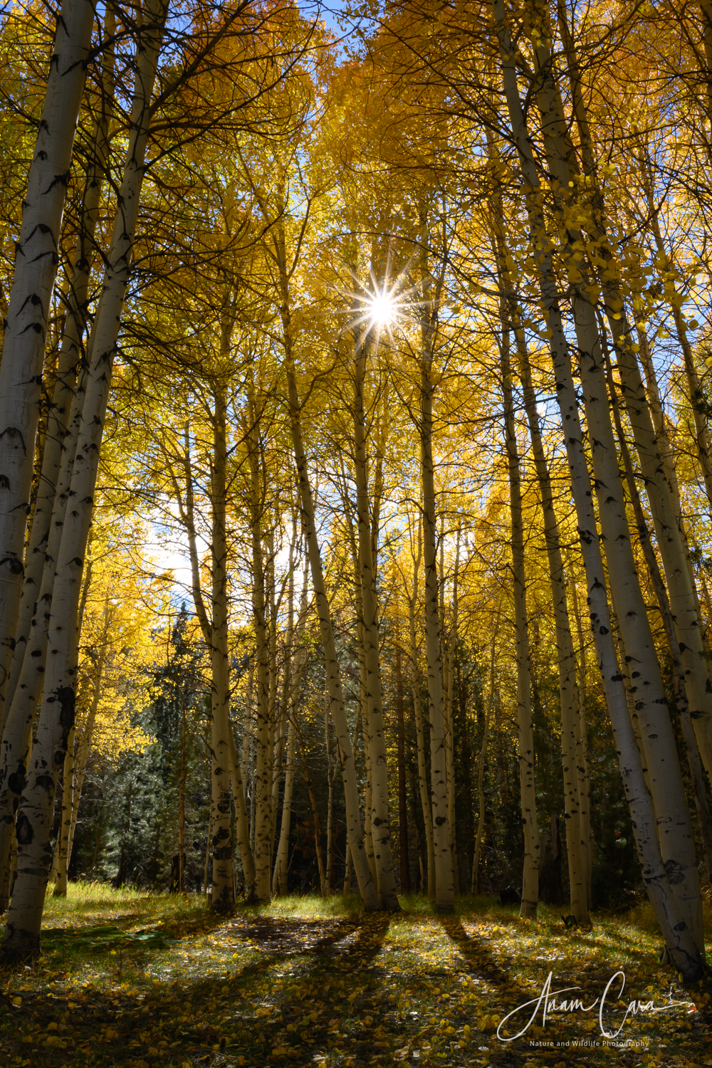 A little more Color on this stormy&nbsp;day…