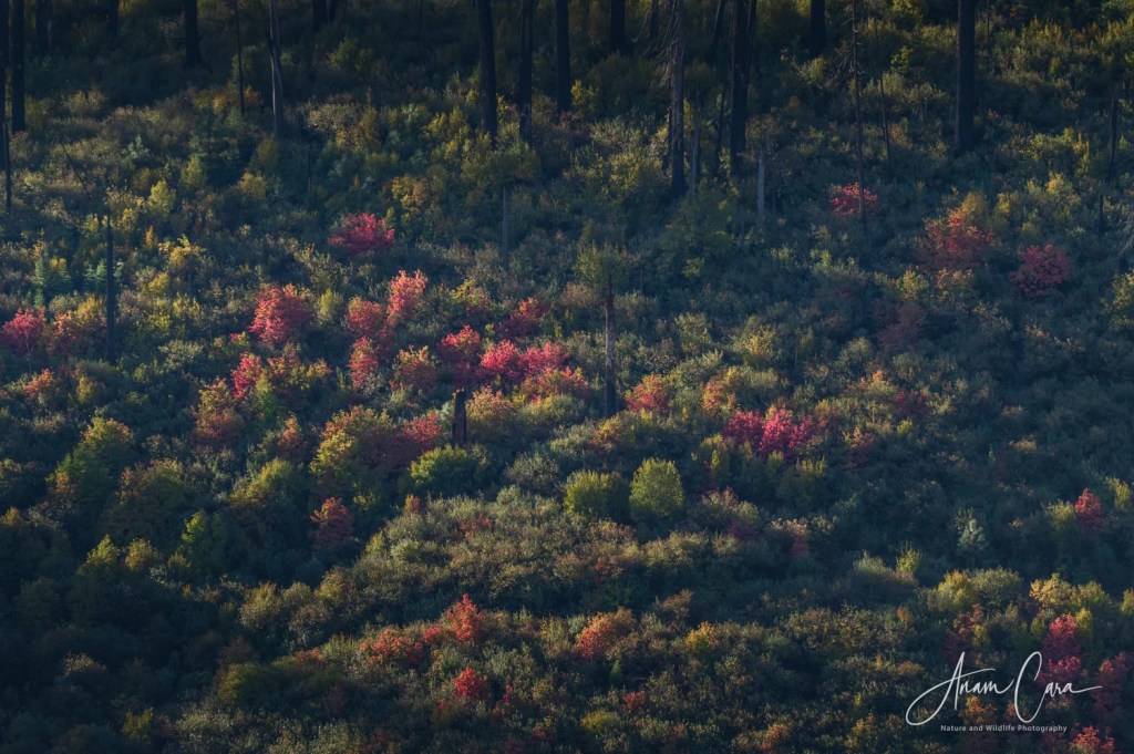 Sparks of Red and&nbsp;Gold